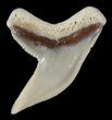Fossil Tiger Shark Tooth - Lee Creek (Aurora), NC #47666-1